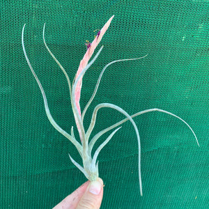 Tillandsia - Arhiza-Juliae X Pruinosa ex. BG