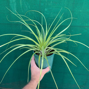 Tillandsia - capitata x fasciculata ex. DC