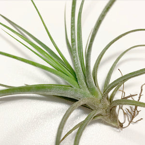 Tillandsia - x rectifolia