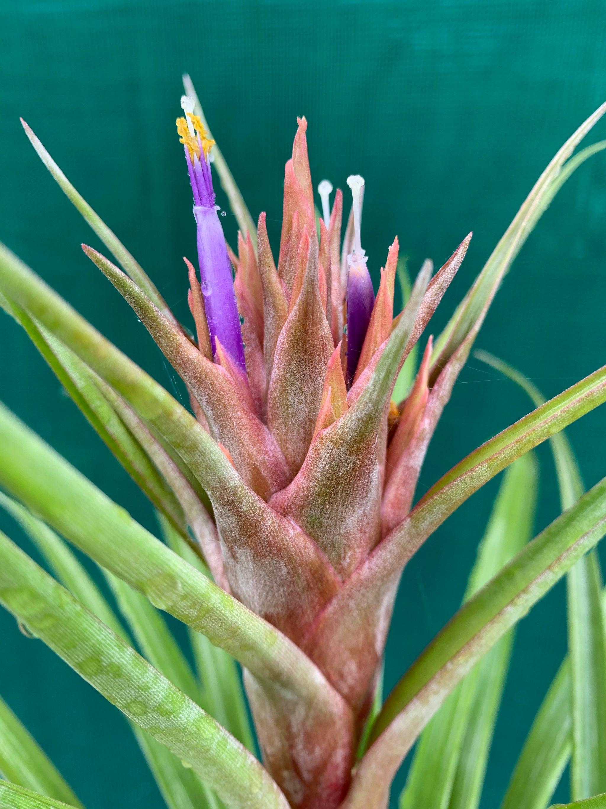 air plants miami Tillandsia - Miami Nice 'Red'