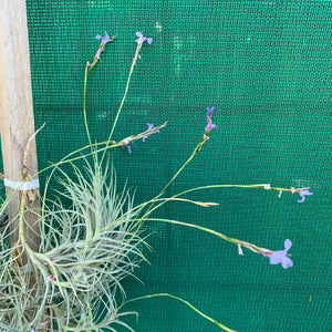 Tillandsia - bandensis ‘Large Form, Blue Flower’ (Fragrant)