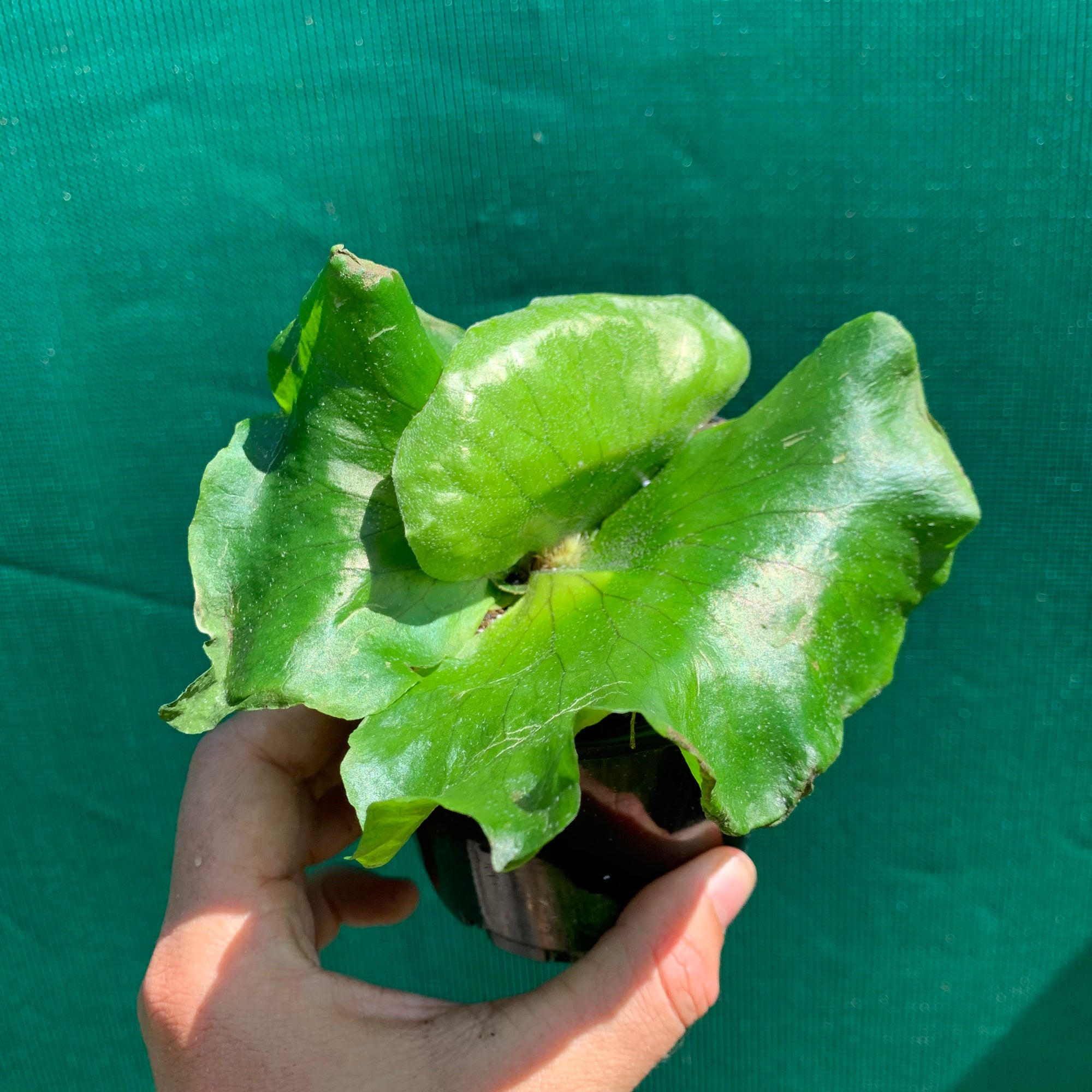 Platycerium - Stemaria White
