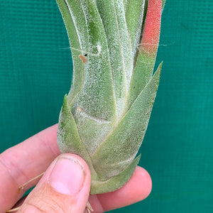 Tillandsia - seleriana x ionantha ex. NR