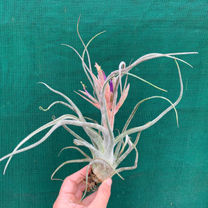 Tillandsia - Ty