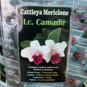 Orchid - Cattleya Mericlone ‘Lc. Camadii’