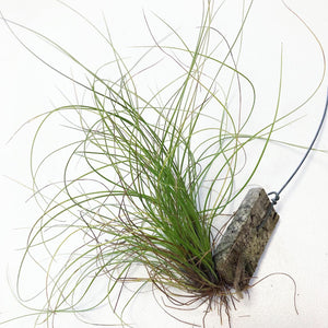 Tillandsia - festucoides