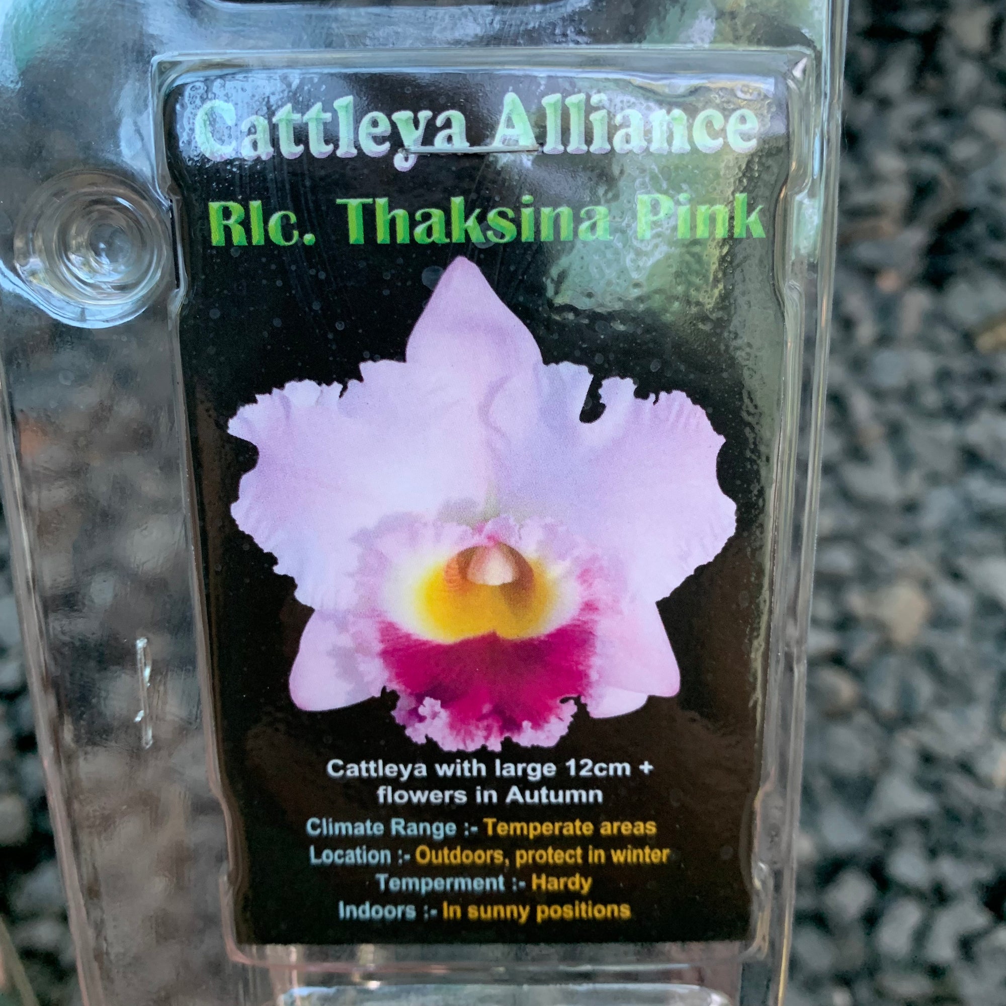 Orchid - Cattleya Alliance Rlc. Thaksina Pink