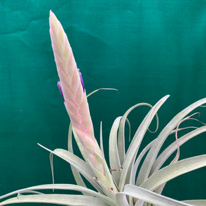 Tillandsia - Queen’s Delight