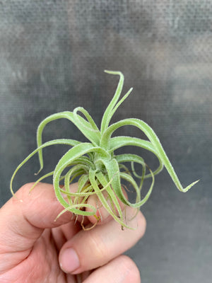 Tillandsia - diguetii