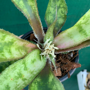 Cryptanthus - Beuckeri