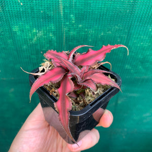 Cryptanthus - Bivittatus Ruby