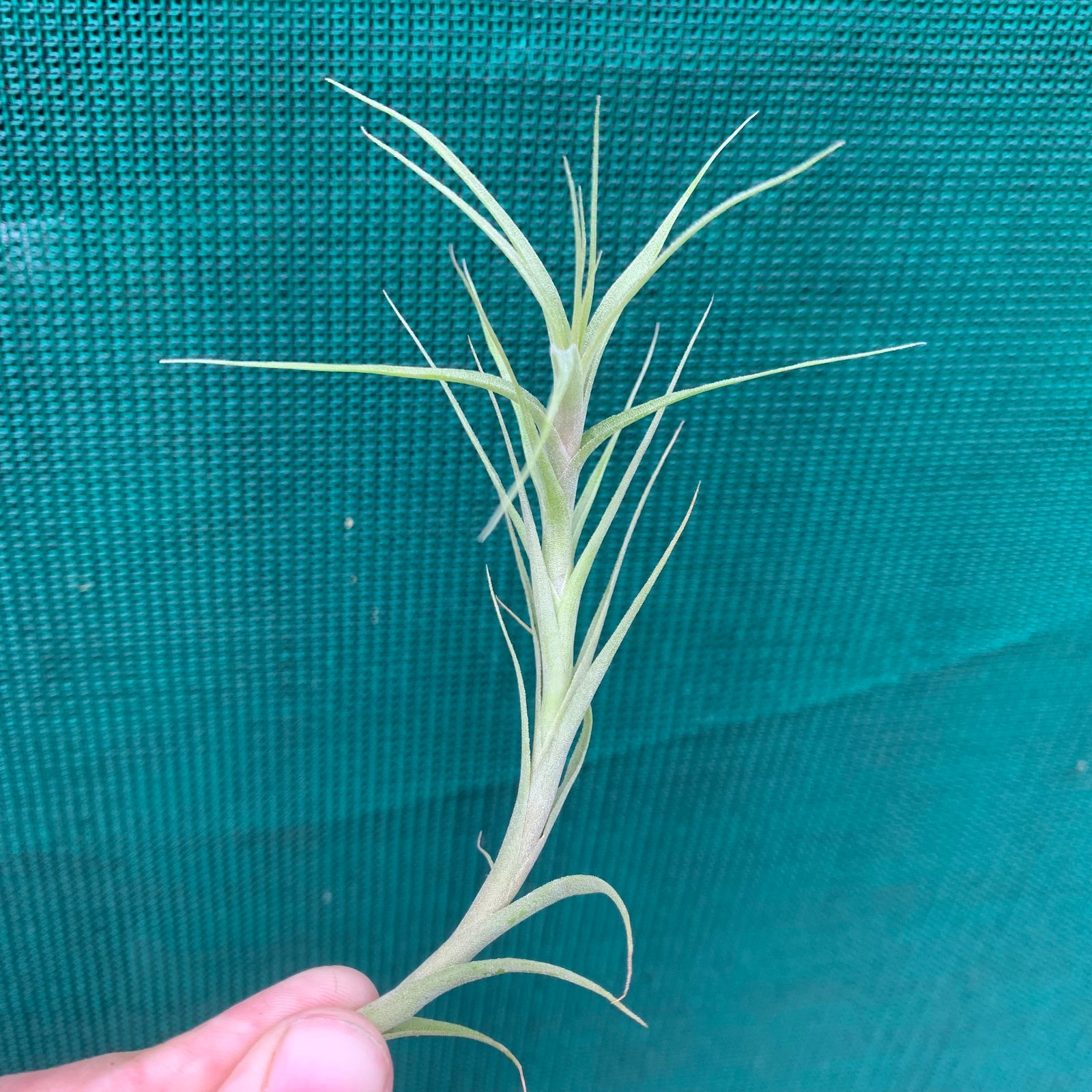Tillandsia - chartacea