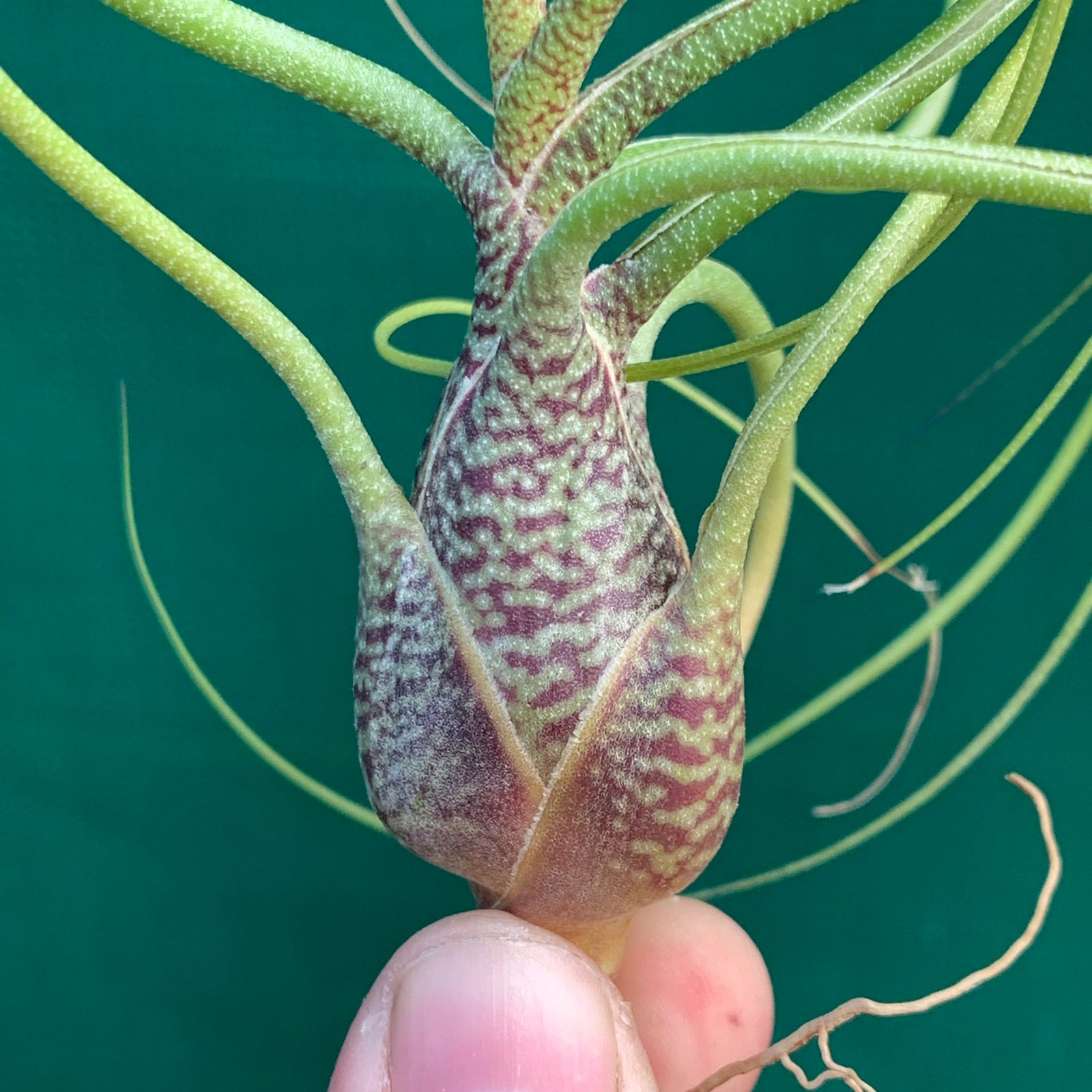 Tillandsia - butzii