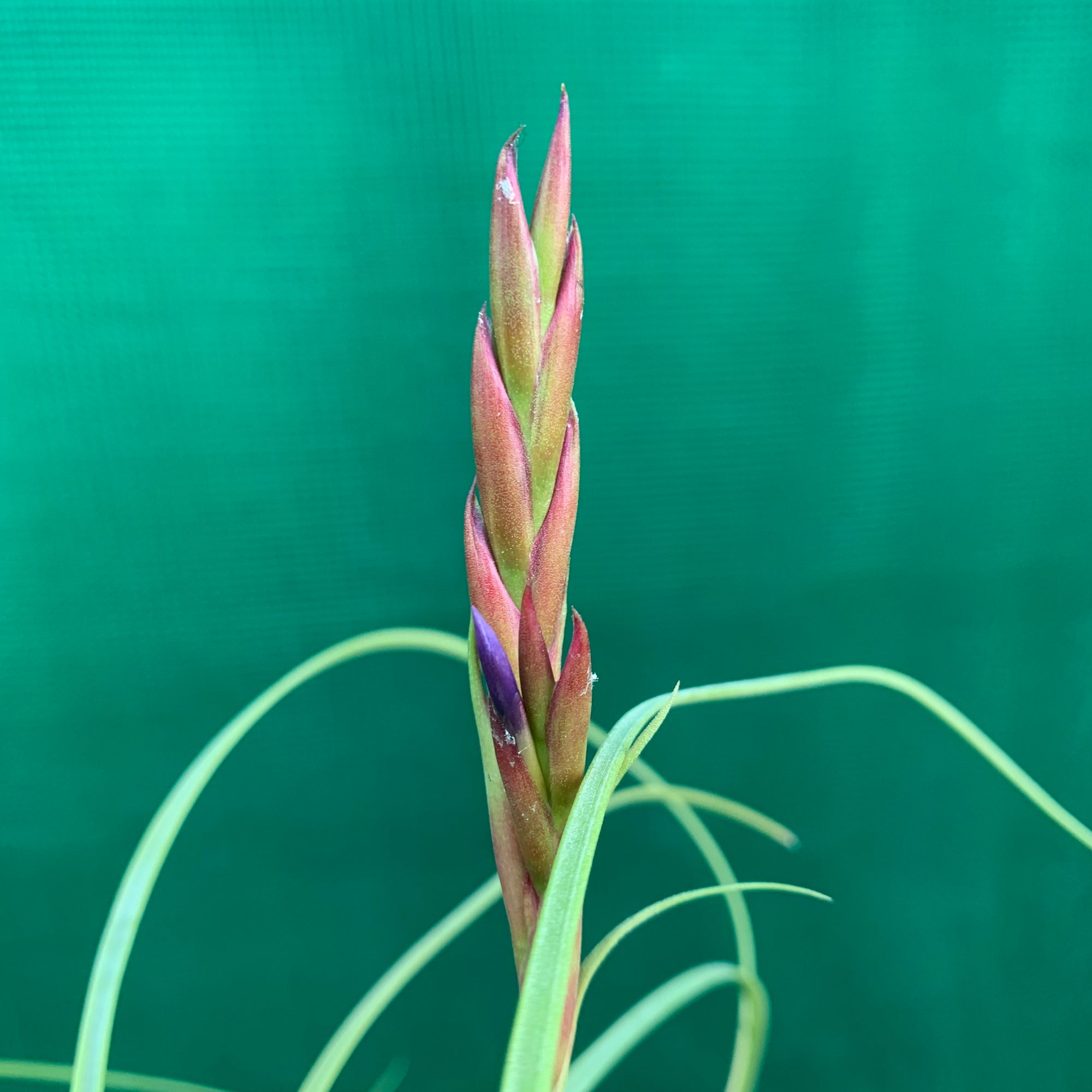 Tillandsia - balbisiana