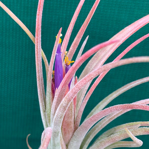 Tillandsia - butzii x ionantha ex. AP