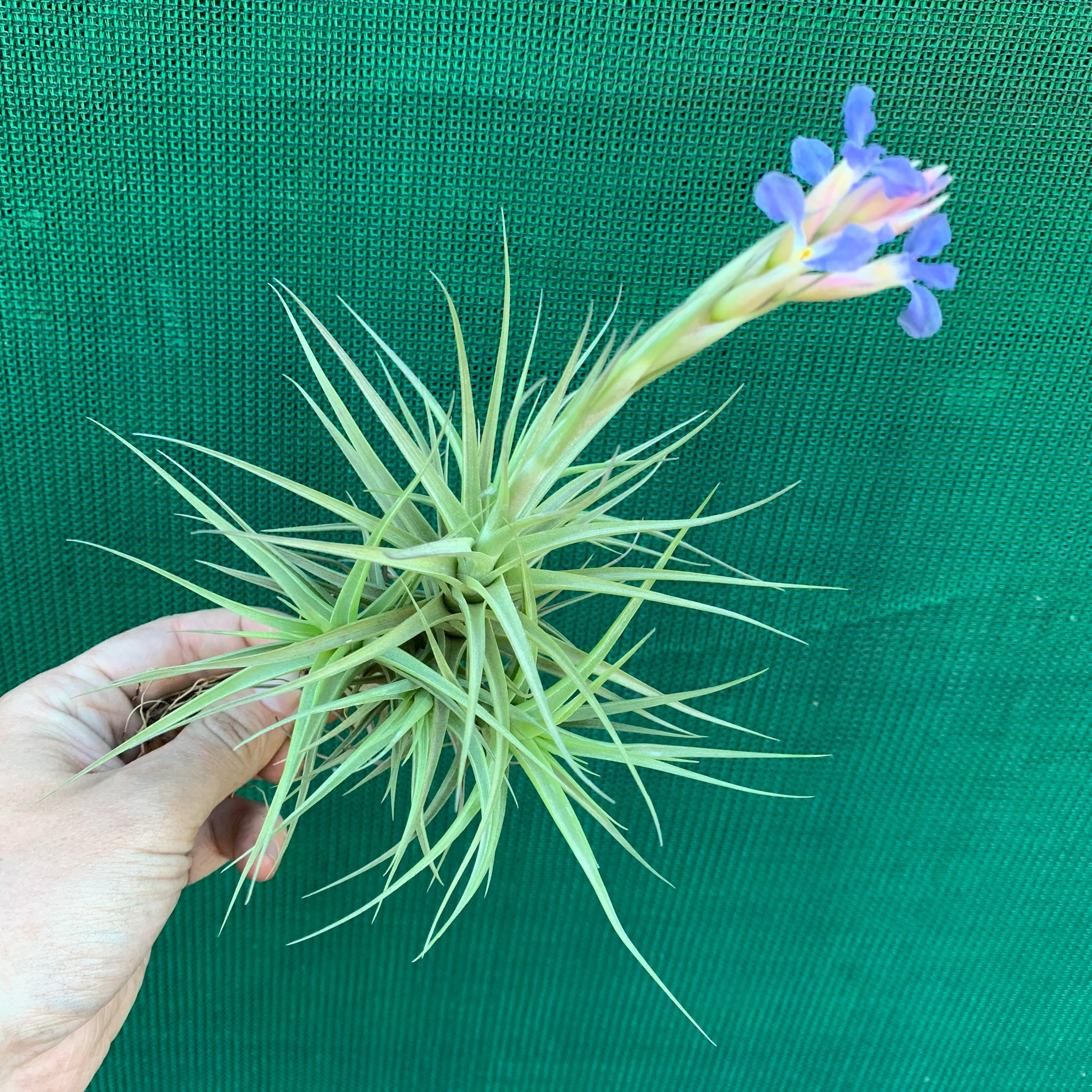 bergeri air plant Tillandsia - bergeri