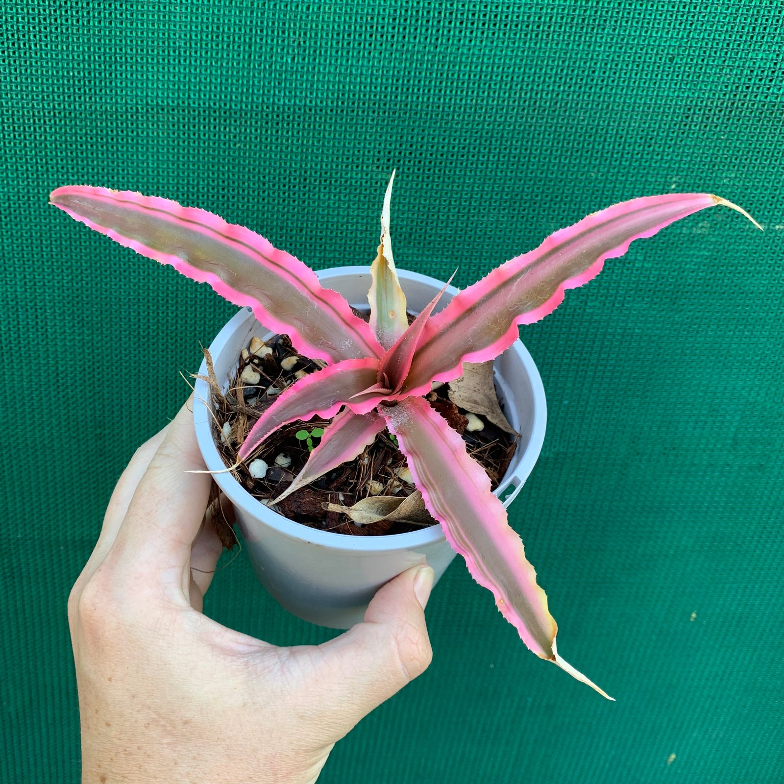 Cryptanthus - It