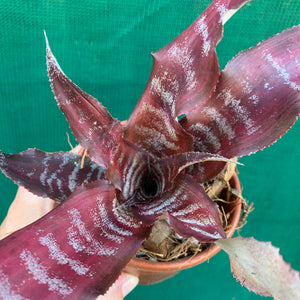 Cryptanthus - Crazy Moon