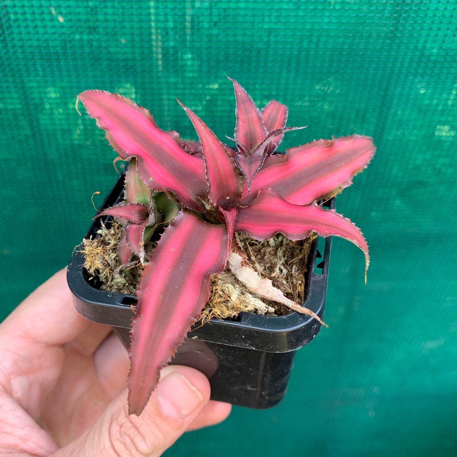 Cryptanthus - Bivittatus Ruby