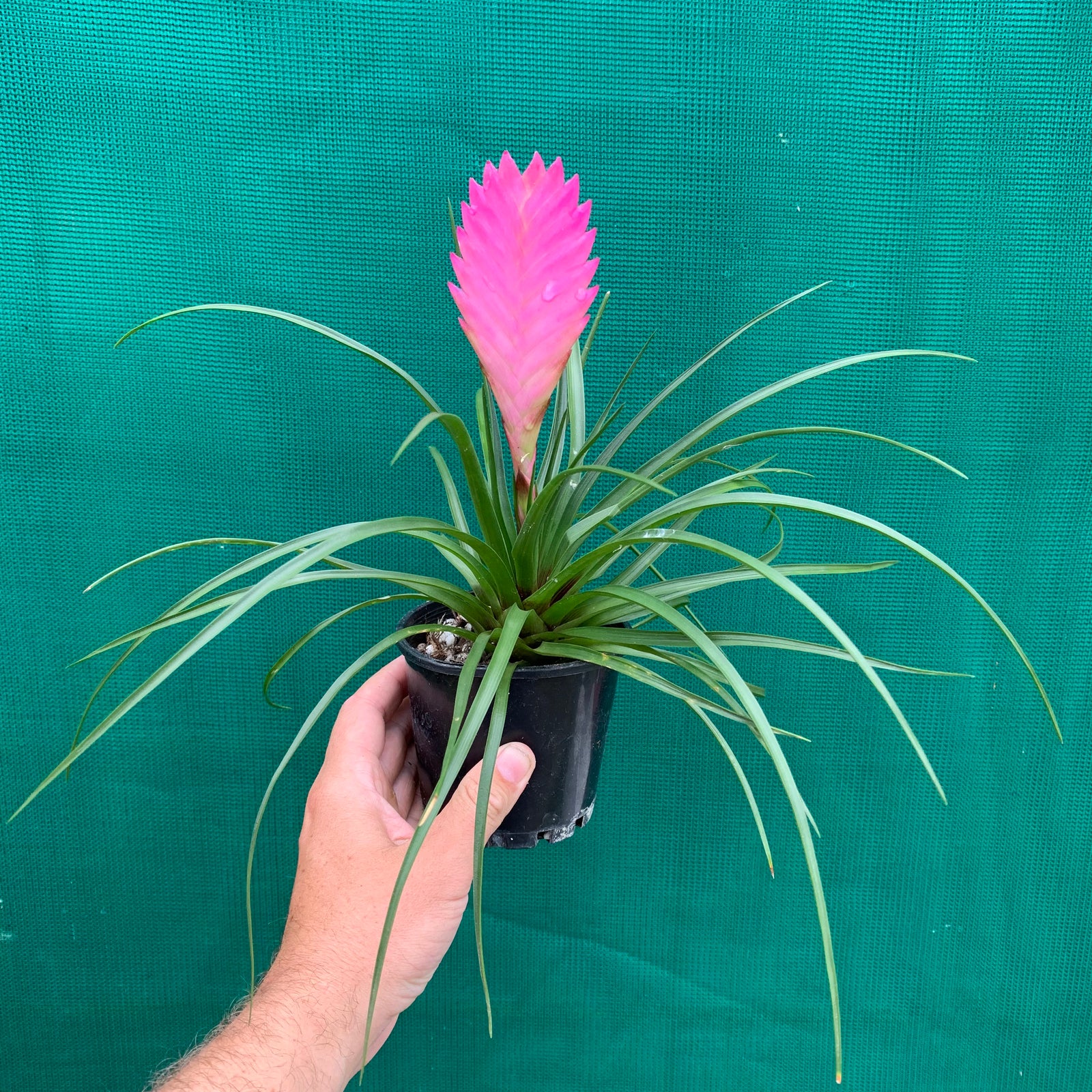 Wallisia - Cyanea Paradise 'Pink Quill'