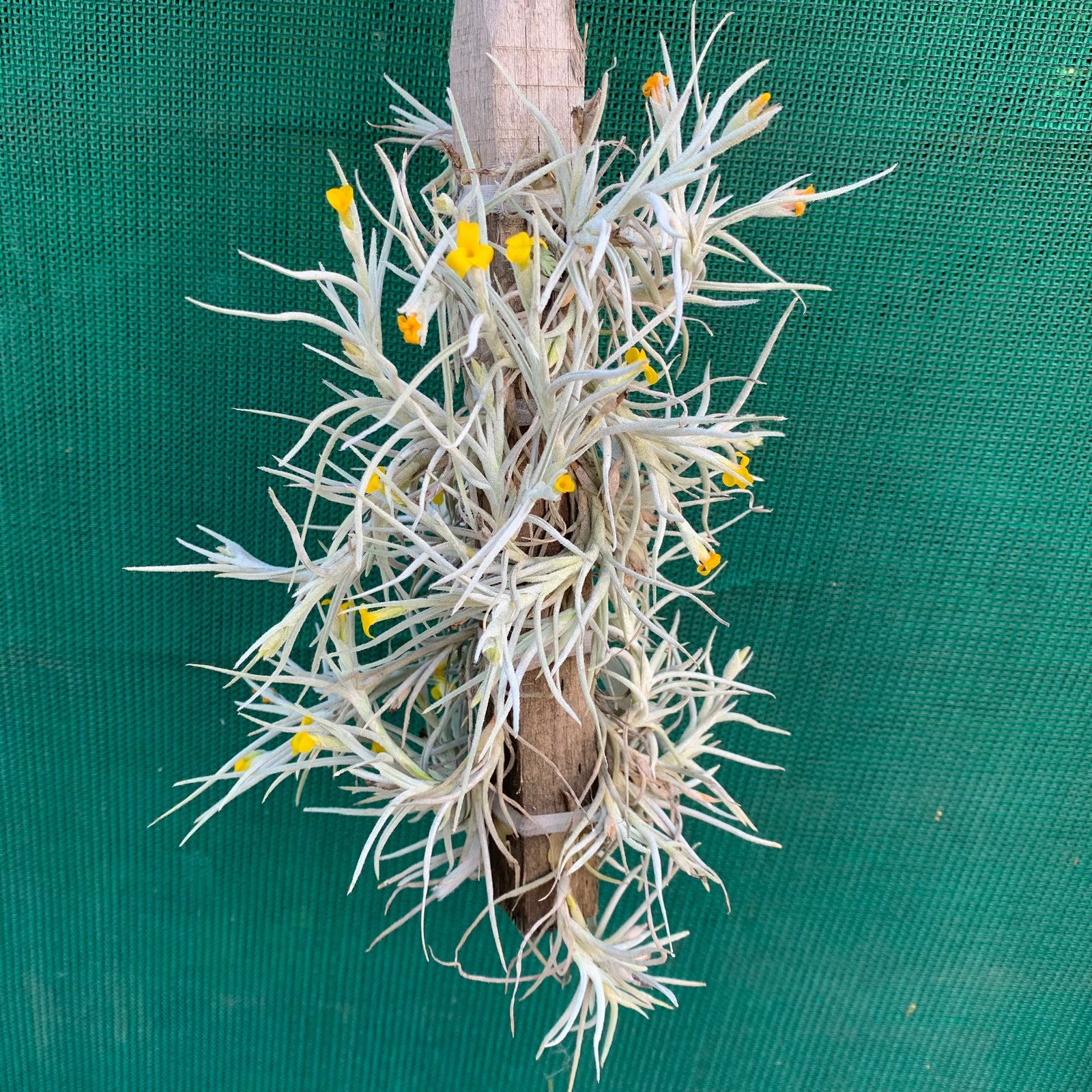 Tillandsia - Old Man’s Gold (Fragrant)