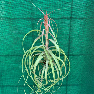 Tillandsia - Red Fountain