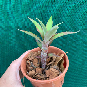 Cryptanthus - Ruby Ryde