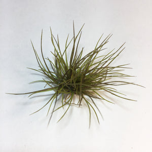 Tillandsia - festucoides