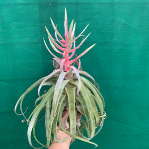 Tillandsia - streptophylla ‘Giant Form’