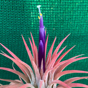 Tillandsia - ionantha ‘APD011’