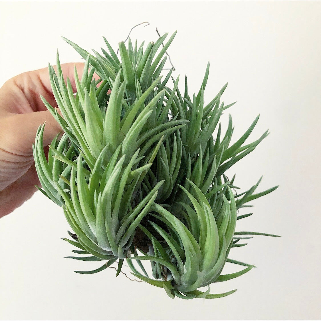 Tillandsia - neglecta - Air Plant Decor