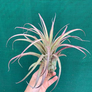 Tillandsia - Eric Knobloch