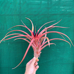 Tillandsia - capitata ‘Red’