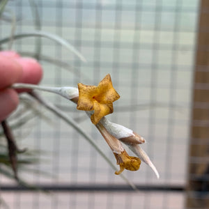 Tillandsia - caliginosa (Fragrant)