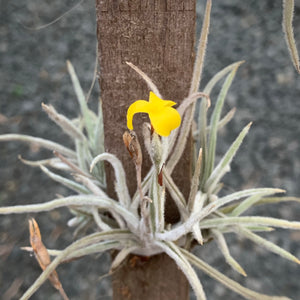 Tillandsia - crocata ‘Yellow’ (Fragrant)