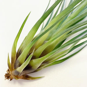 Tillandsia - punctulata ex. CC