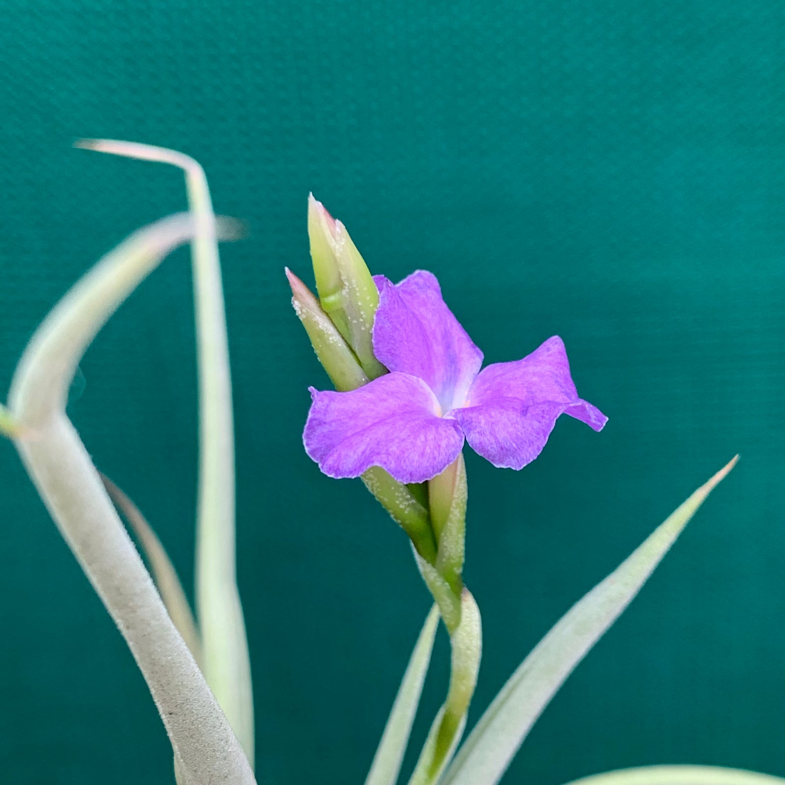 Tillandsia - streptocarpa ‘Chicitos Sukk Grun’ (Fragrant)