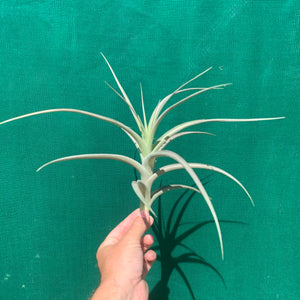 Tillandsia - buchlohii ex. PT NEW