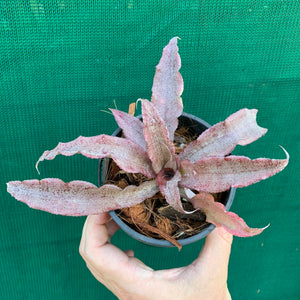 Cryptanthus - Pink Organza