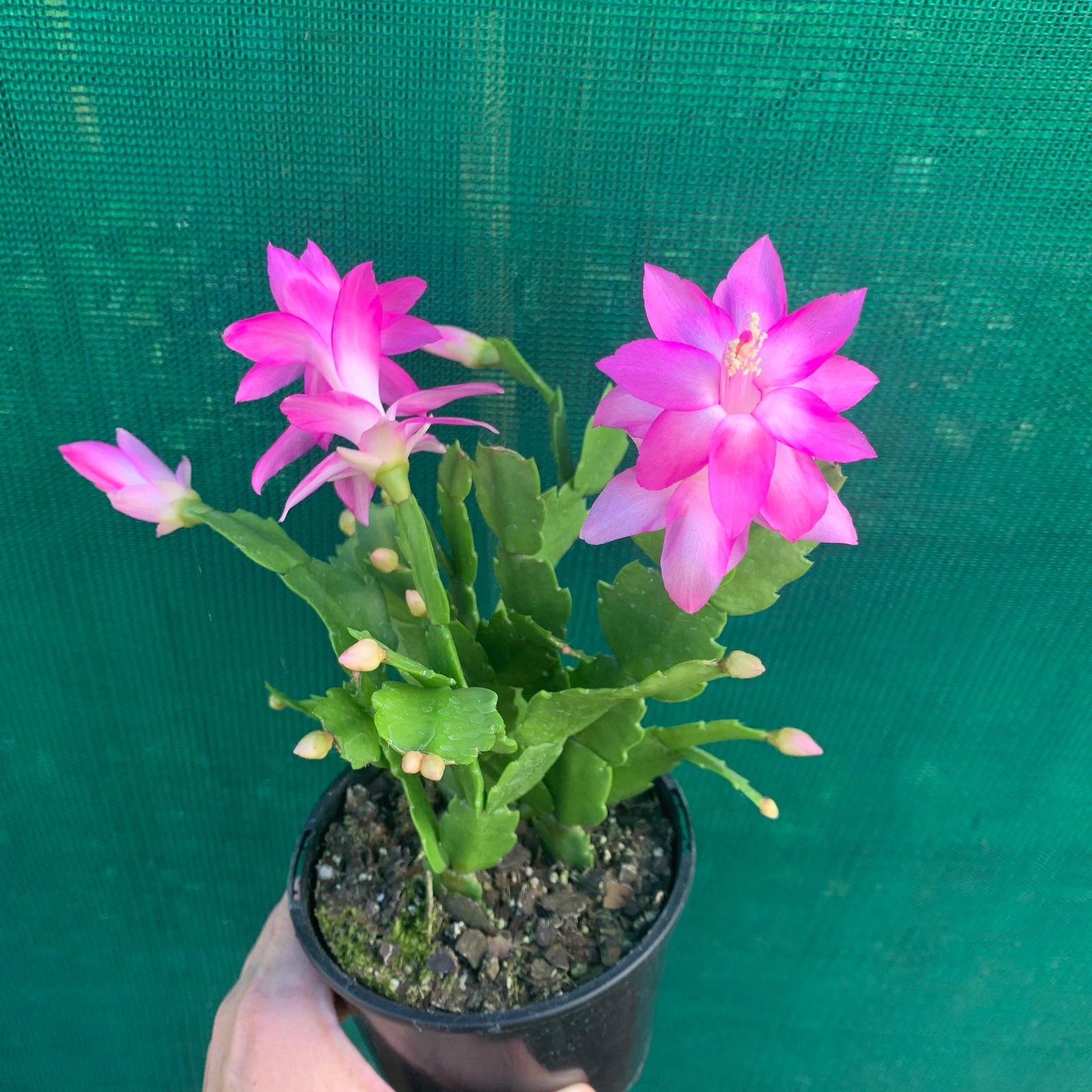 Zygocactus Rosa Palido