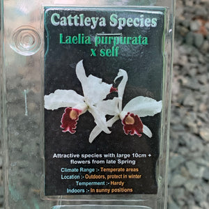 Orchid - Cattleya Species Laelia Purpurata x Self