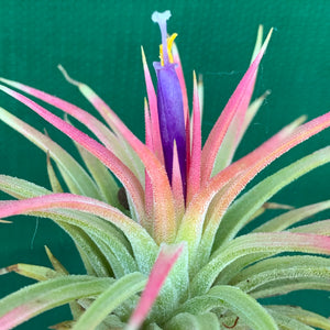 Tillandsia - Ionantha ‘Renate’ (Variegated)