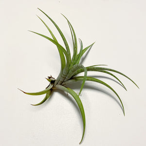 Tillandsia - flexuosa 'Vivipara' ex. CC