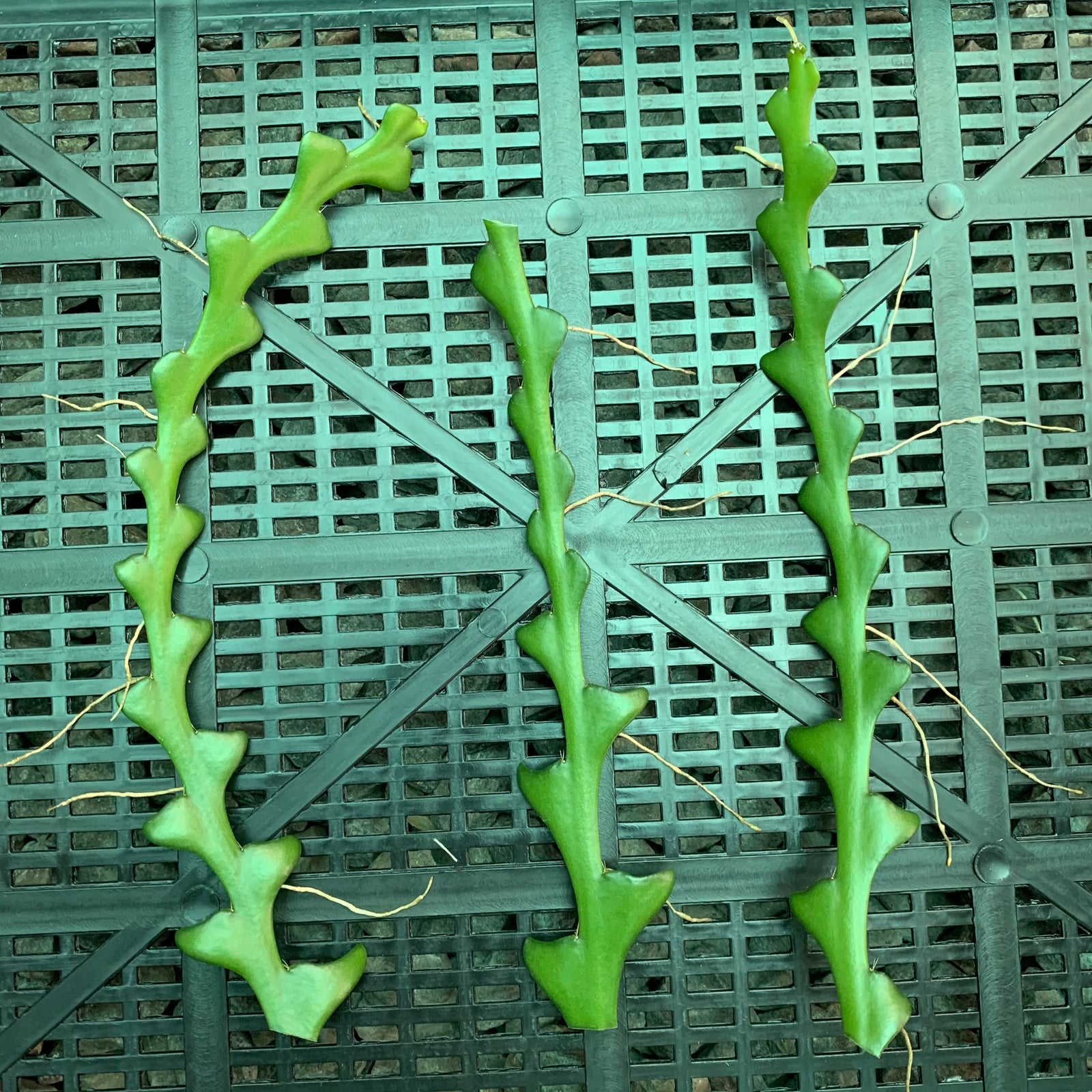 Selenicereus anthonyanus  'Zigzag' - EP15