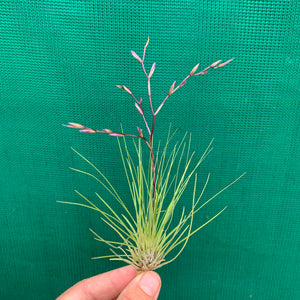 Tillandsia - filifolia