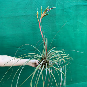 Tillandsia - aff. botterii ex PT NEW
