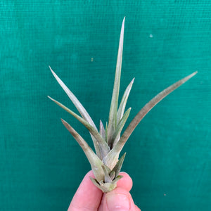 Tillandsia - Esseriana ‘Red Form’ ex. PT