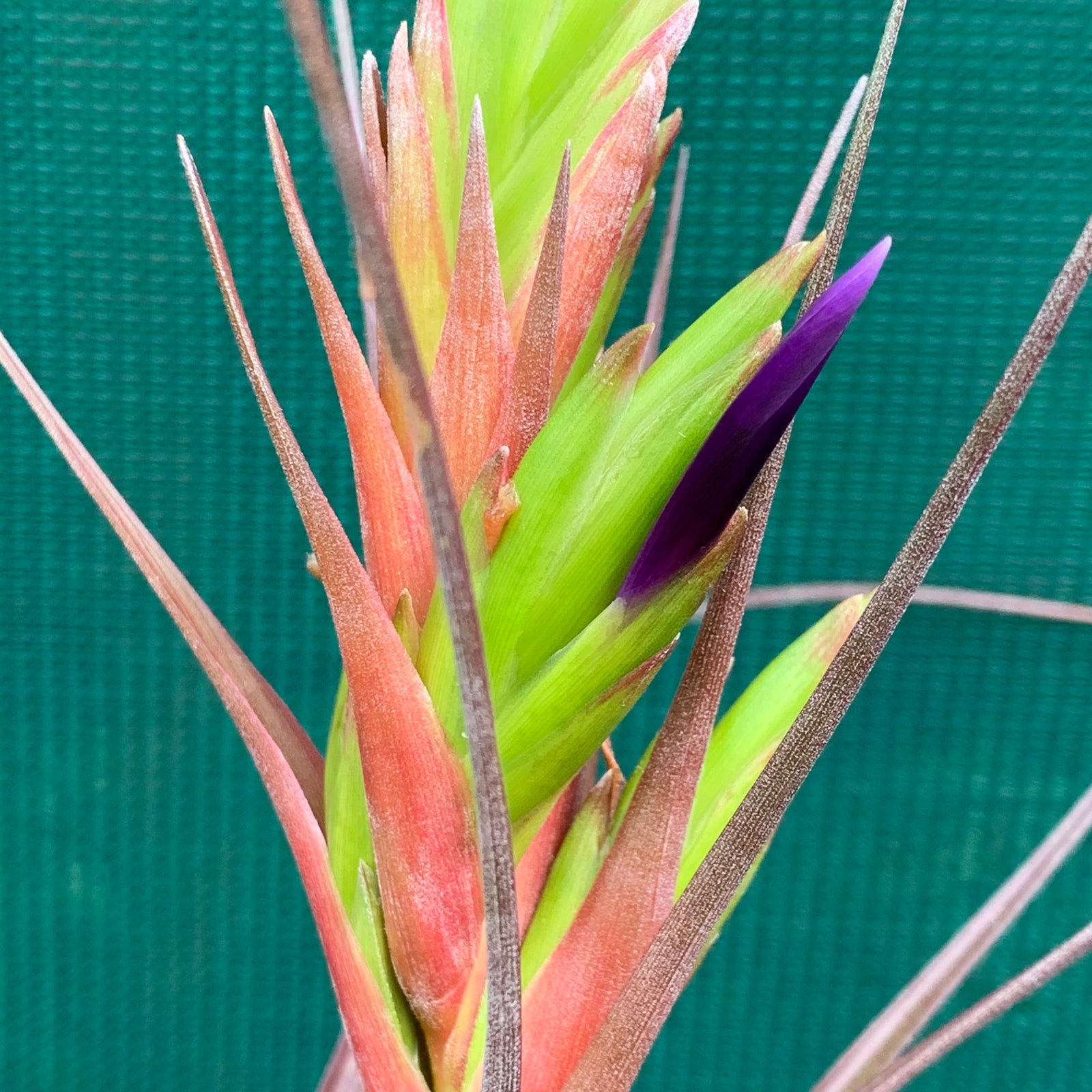 Tillandsia - Widgee ‘Large Form’