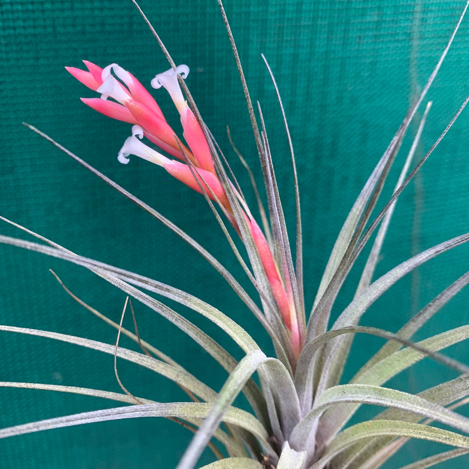 Tillandsia - tenuifolia 'Frosted Purple' ex. PT