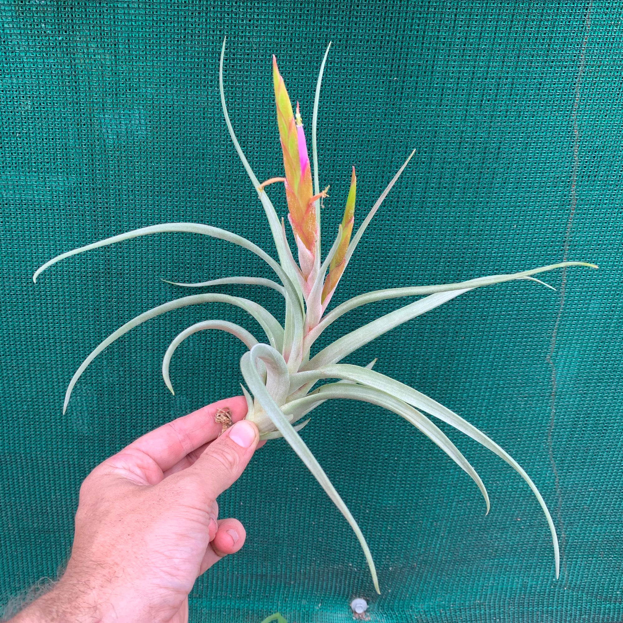 Tillandsia -  Lynnette